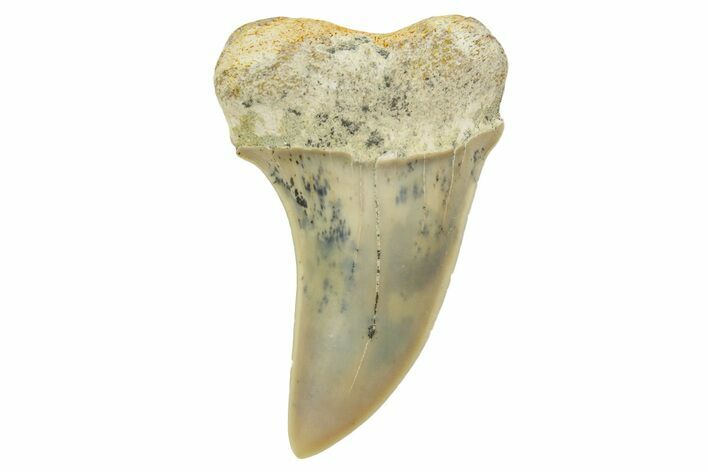 Fossil Shark Tooth (Carcharodon planus) - Bakersfield, CA #364029